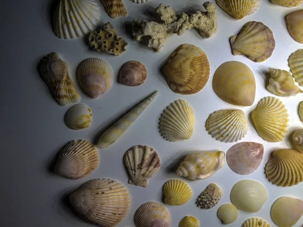 hacimsel doku nesneleri