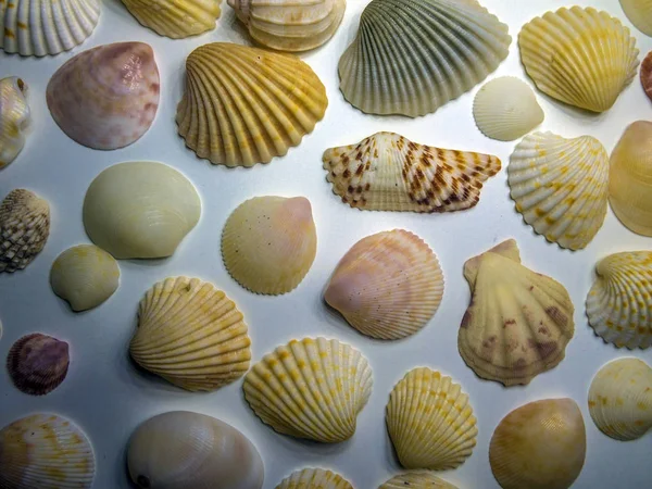 hacimsel doku nesneleri