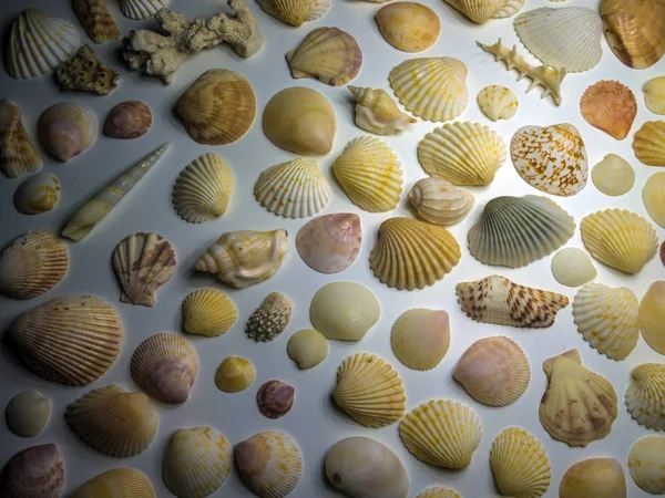 hacimsel doku nesneleri