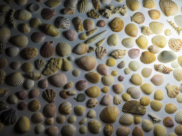 hacimsel doku nesneleri