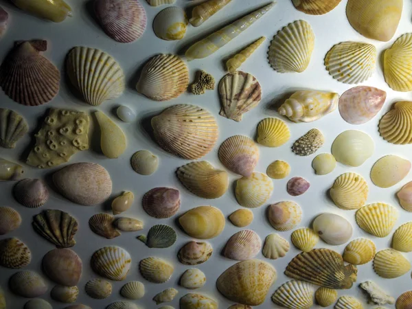 hacimsel doku nesneleri