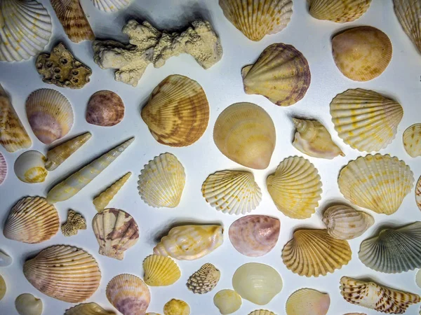 hacimsel doku nesneleri