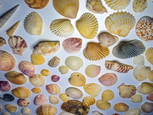 hacimsel doku nesneleri