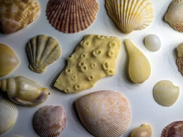 hacimsel doku nesneleri