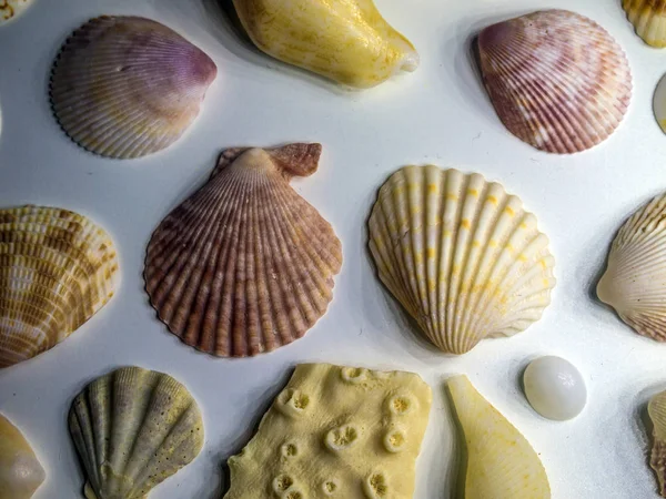 hacimsel doku nesneleri