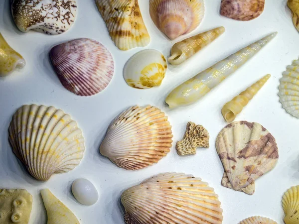 hacimsel doku nesneleri