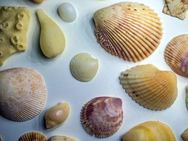 hacimsel doku nesneleri