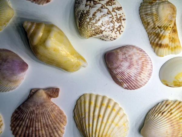 hacimsel doku nesneleri