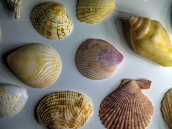 hacimsel doku nesneleri