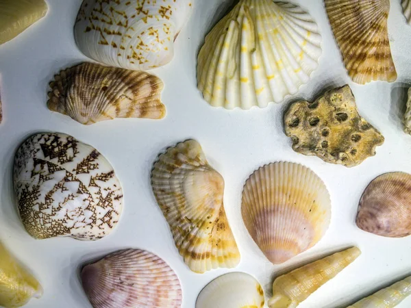 hacimsel doku nesneleri