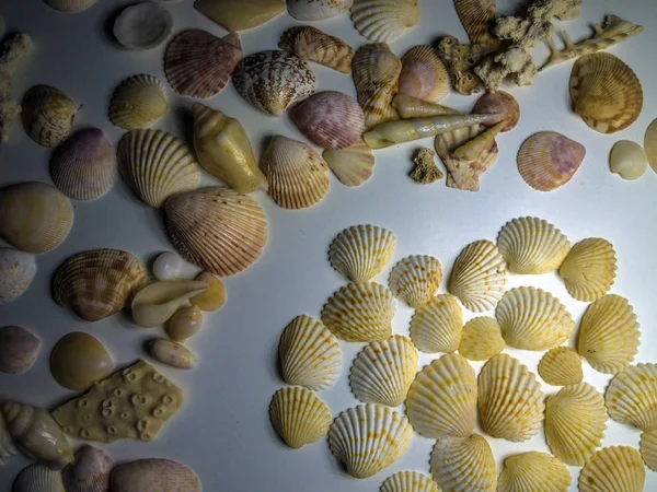 hacimsel doku nesneleri