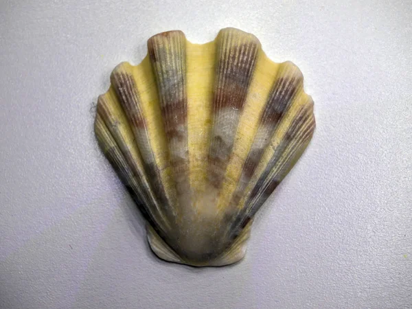 hacimsel doku nesneleri