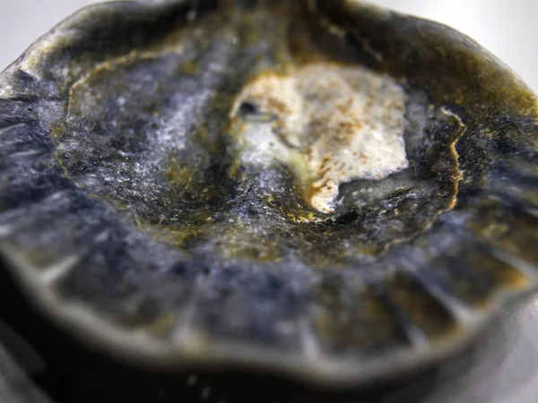 hacimsel doku nesneleri