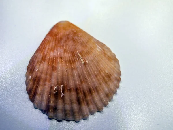 hacimsel doku nesneleri