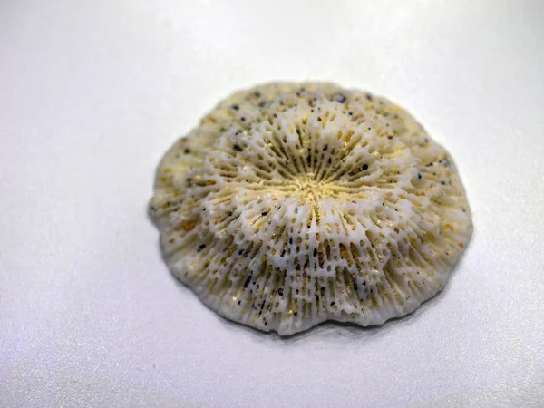 hacimsel doku nesneleri