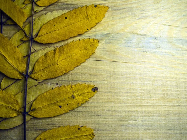 hacimsel doku nesneleri