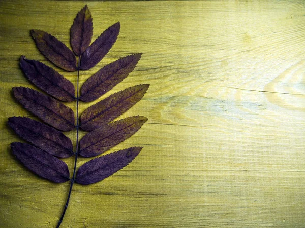 hacimsel doku nesneleri