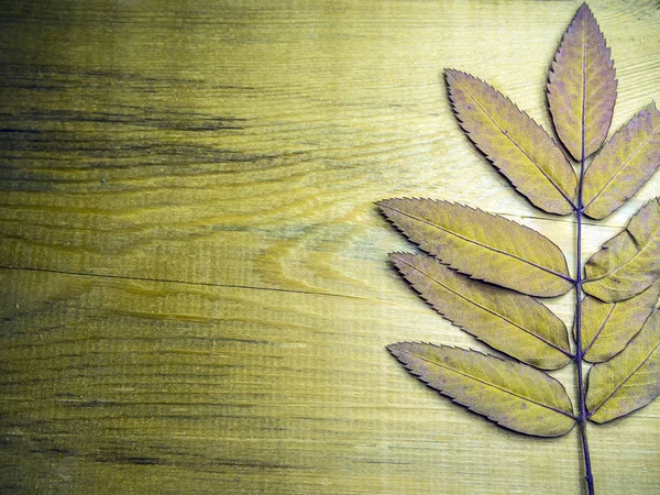 hacimsel doku nesneleri