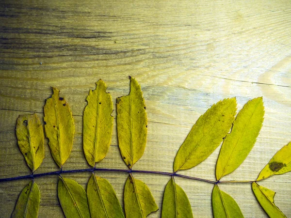 hacimsel doku nesneleri