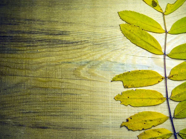 hacimsel doku nesneleri