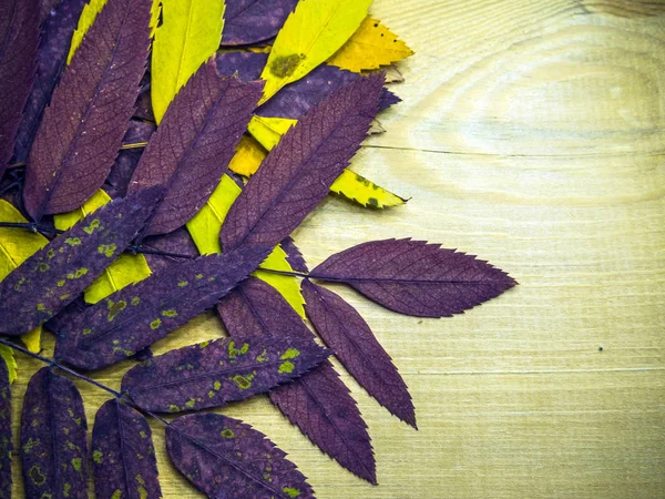 hacimsel doku nesneleri