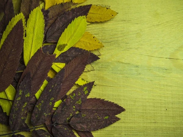 hacimsel doku nesneleri