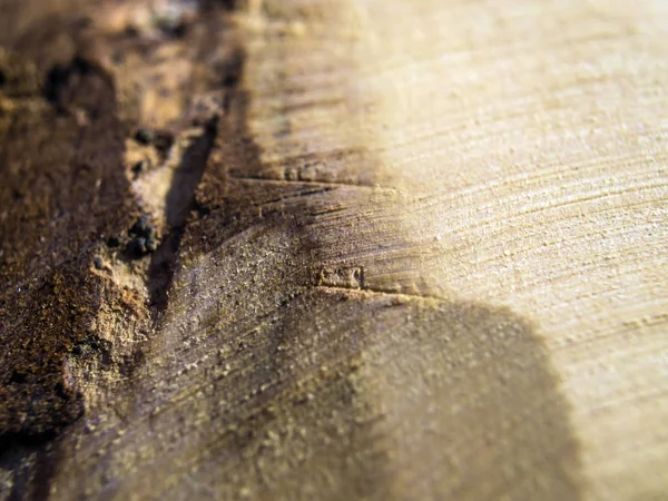 hacimsel doku nesneleri