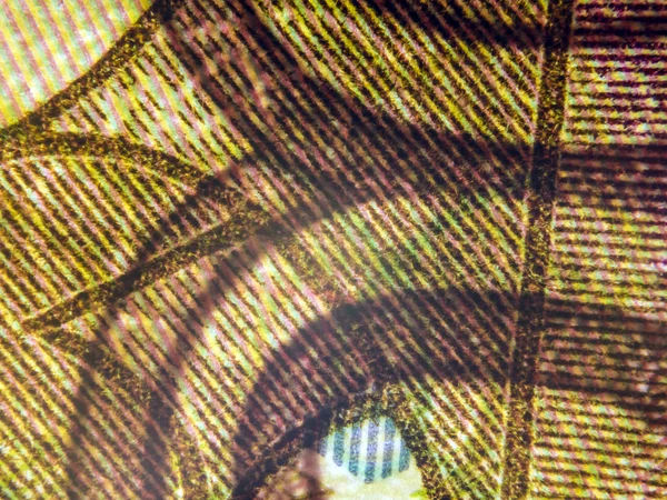 hacimsel doku nesneleri