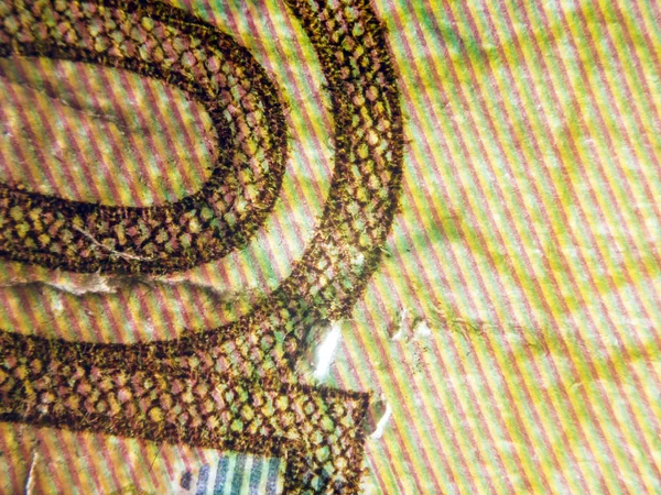 hacimsel doku nesneleri