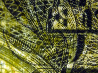 hacimsel doku nesneleri