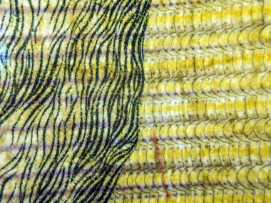 hacimsel doku nesneleri