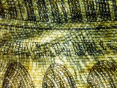 hacimsel doku nesneleri