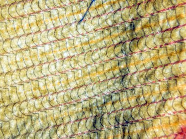 hacimsel doku nesneleri