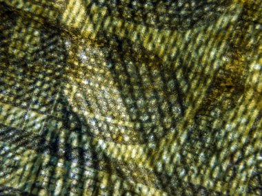 hacimsel doku nesneleri