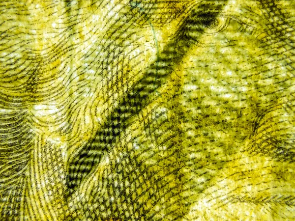 hacimsel doku nesneleri