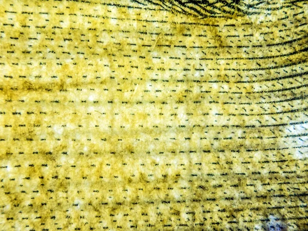 hacimsel doku nesneleri