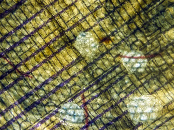 hacimsel doku nesneleri