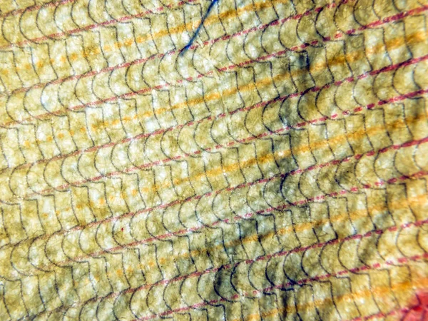 hacimsel doku nesneleri