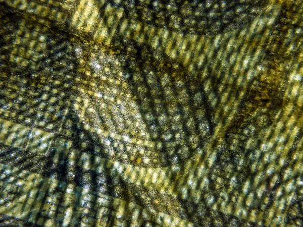 hacimsel doku nesneleri