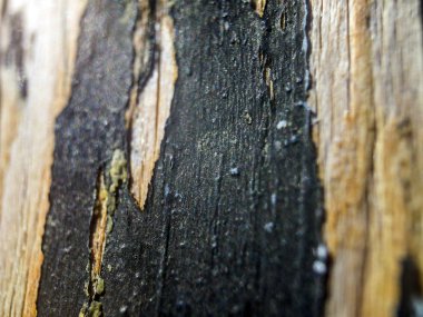 hacimsel doku nesneleri