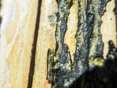 hacimsel doku nesneleri