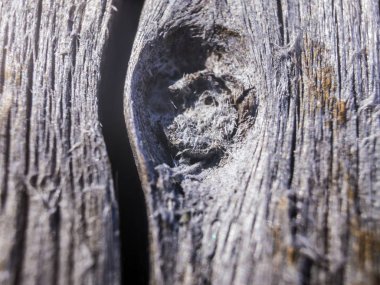 hacimsel doku nesneleri