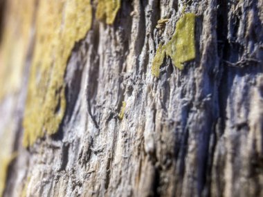 hacimsel doku nesneleri