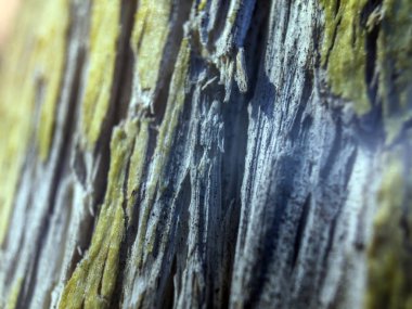 hacimsel doku nesneleri