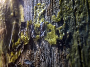 hacimsel doku nesneleri