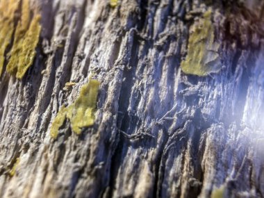 hacimsel doku nesneleri