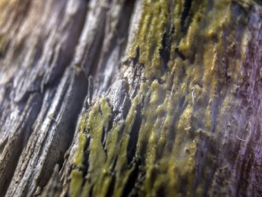 hacimsel doku nesneleri