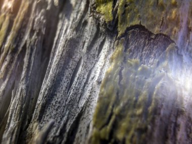 hacimsel doku nesneleri