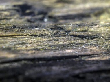 hacimsel doku nesneleri