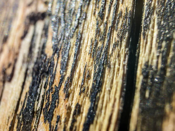 hacimsel doku nesneleri